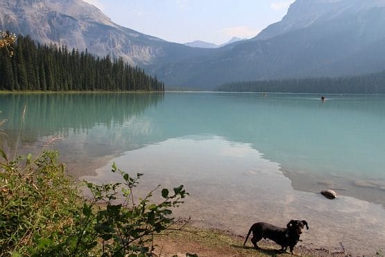 Viajar con Perro a Canadá Lago Banff