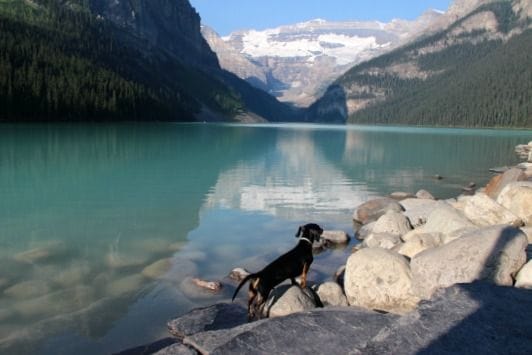 Viajar con Perro a Canadá Lago Louise