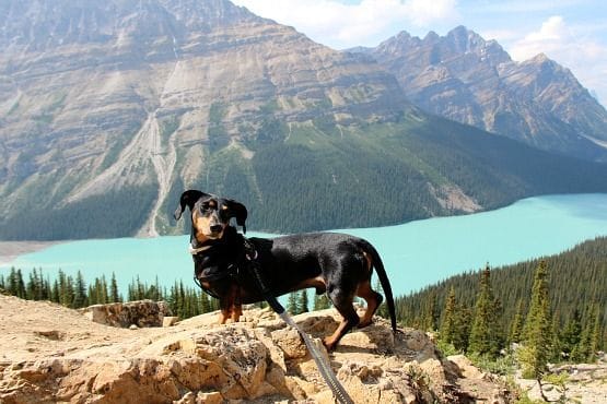 Viajar con Perro a Canadá Lago Peyto