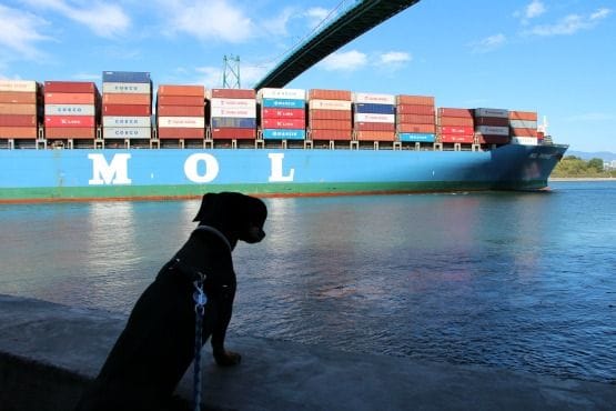 Viajar con Perro a Canadá Lions Gate