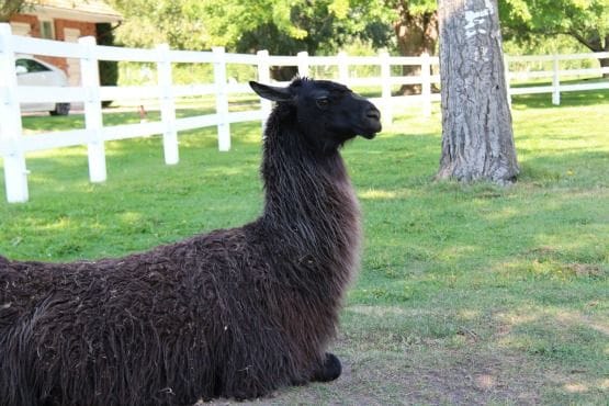 Viajar con Perro a Canadá Llama Kamloops