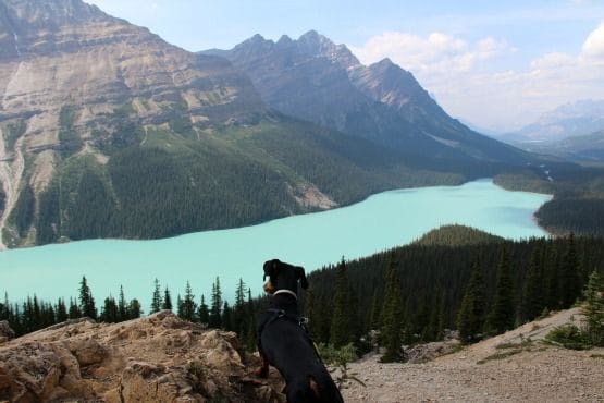 Viajar con Perro a Canadá Peyto Banff