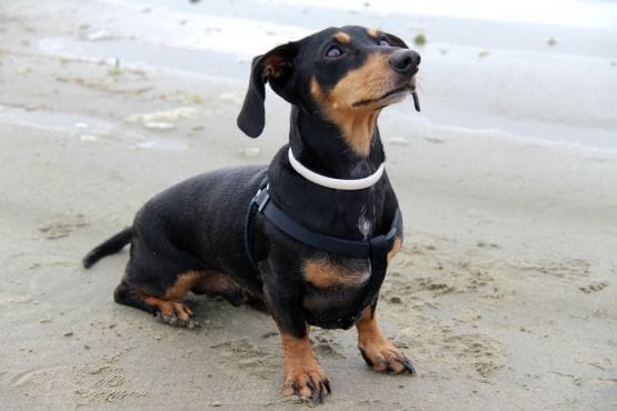 Viajar con Perro a Canadá Playa Tofino