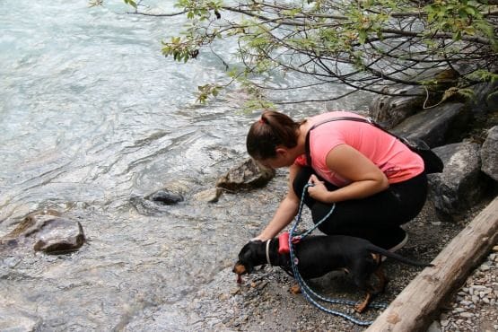 Viajar con Perro a Canadá Rio