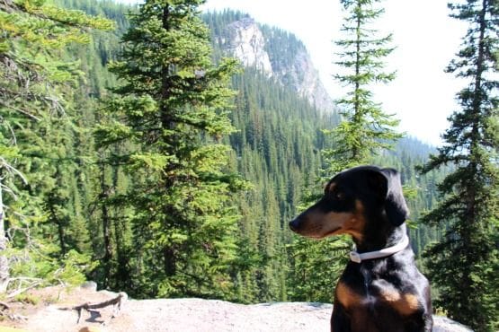Viajar con Perro a Canadá Senderismo