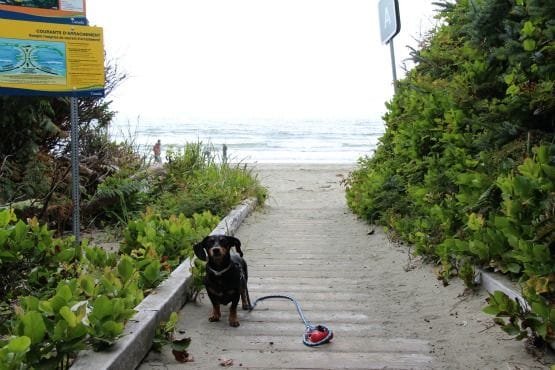 Viajar con Perro a Canadá y Cómo Kiba descubrió las ardillas