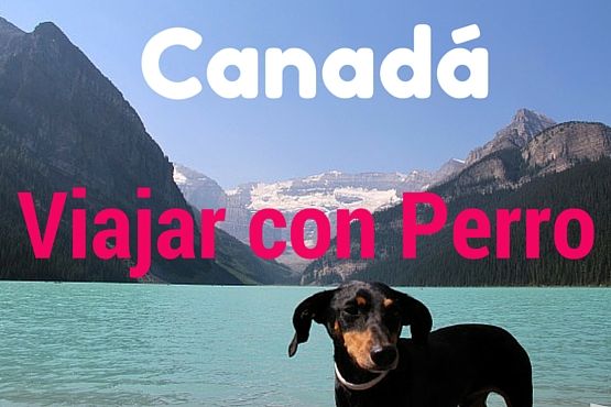 Viajar con perro a Canada