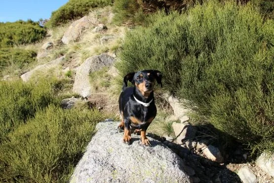 rutas sierra de gredos