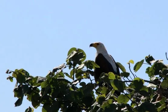 Animales Santa Lucia