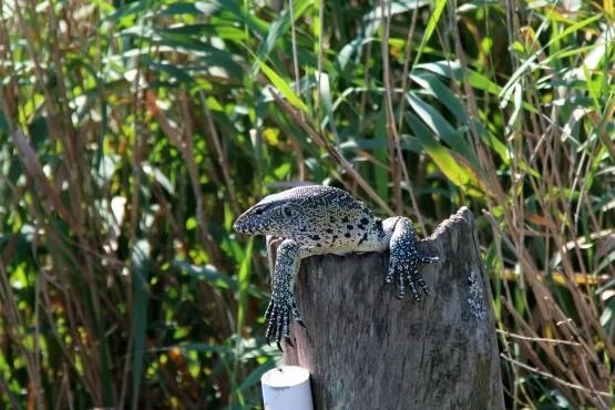 Lagarto Santa Lucia Sudafrica