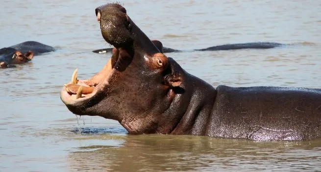 Lago Santa Lucia Isimangaliso Sudafrica