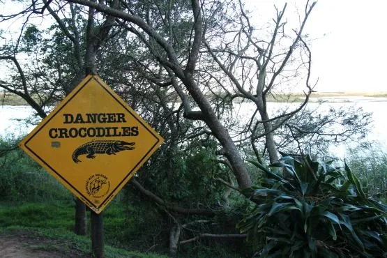 cocodrilos Santa Lucia