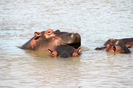 hipopotamos Santa Lucia Sudafrica
