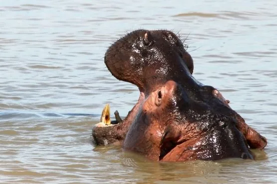 hipopotamos Sudafrica