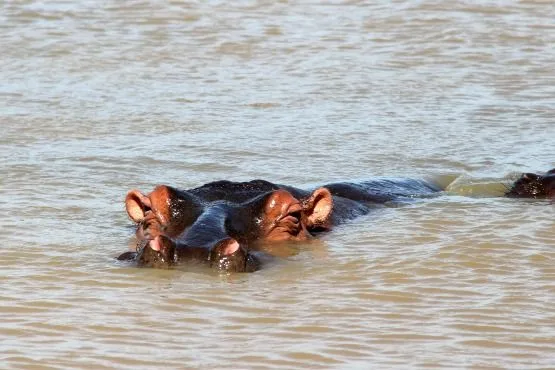 que ver en Santa Lucia Sudafrica