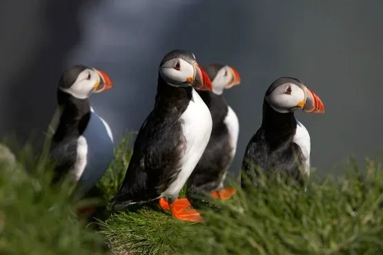 top attractions in iceland