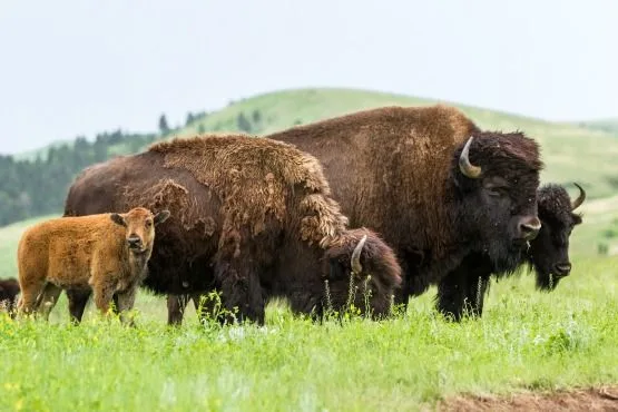 que ver en dakota del sur