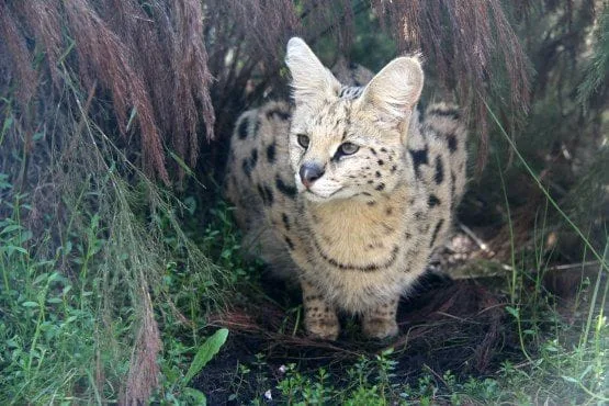 Tenikwa Wildlife Awareness Centre