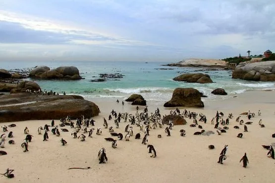 playa de los pinguinos sudafrica 1