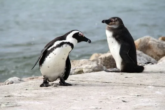 turismo en sudafrica