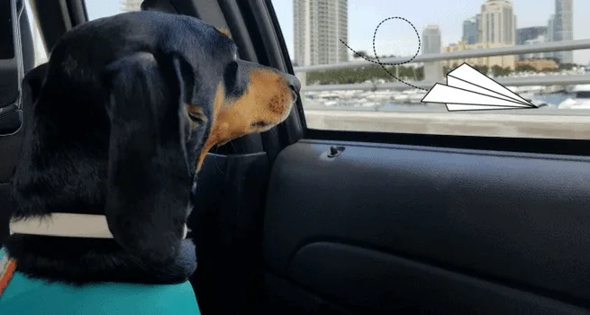 Viajar con perro en avion