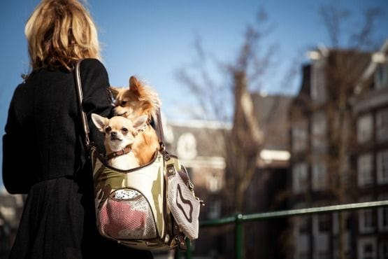 viajar con perro pequeño