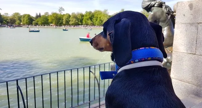 Dónde Comer en Madrid con Perro: Restaurante Pet Friendly Le Cocó Madrid