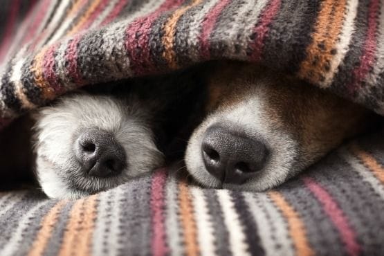 sueño de tu perro