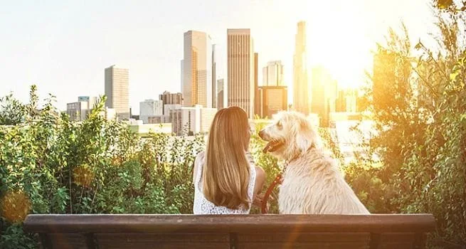 15 Consejos para Viajar con Mascotas que debes saber