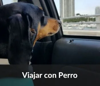 Viajar con mascota