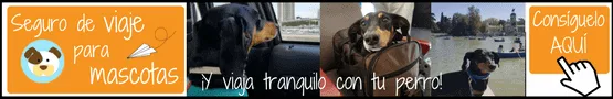 Banner Seguros Viaje mascotas