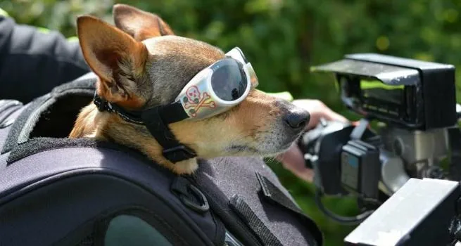 Viajar en Moto con perro – Vulcan la perra motera te cuenta cómo