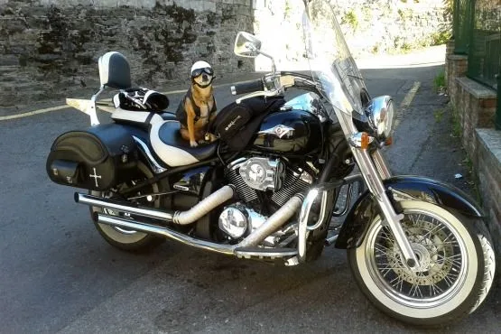 Viajar en moto con Perro Vulcan Perra Motera