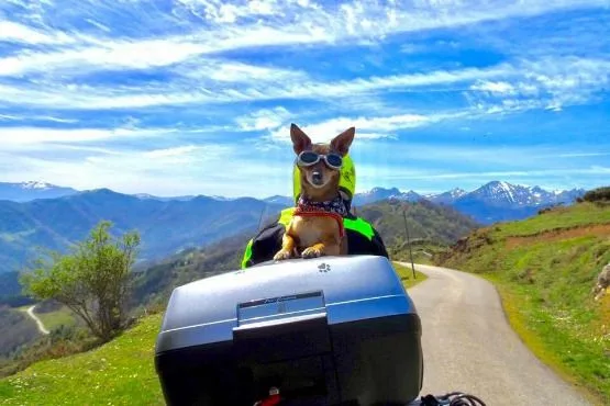 Vulcan la perra motera