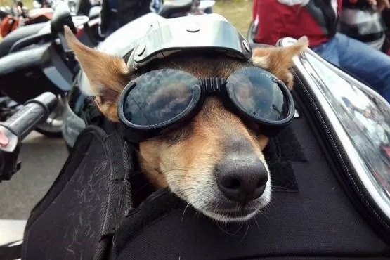 viajar con perro en moto vulcan