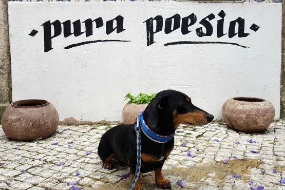 Lisboa con Perro