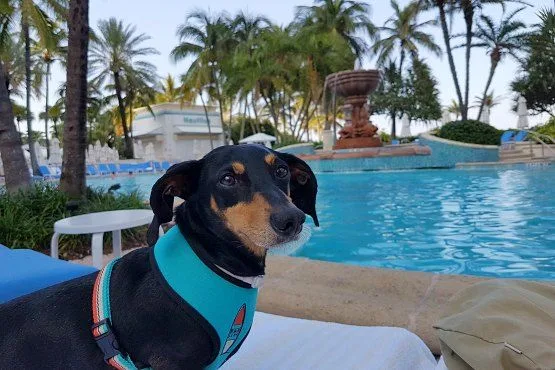 Miami petfriendly