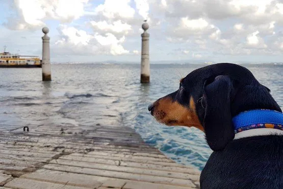 Viajar con perro a Portugal