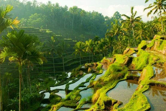 what to do in bali