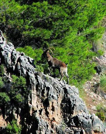 Imagen del sitio web