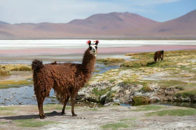 llamas de bolivia