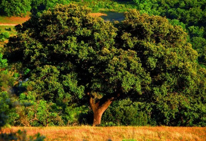 rutas de senderismo en malaga