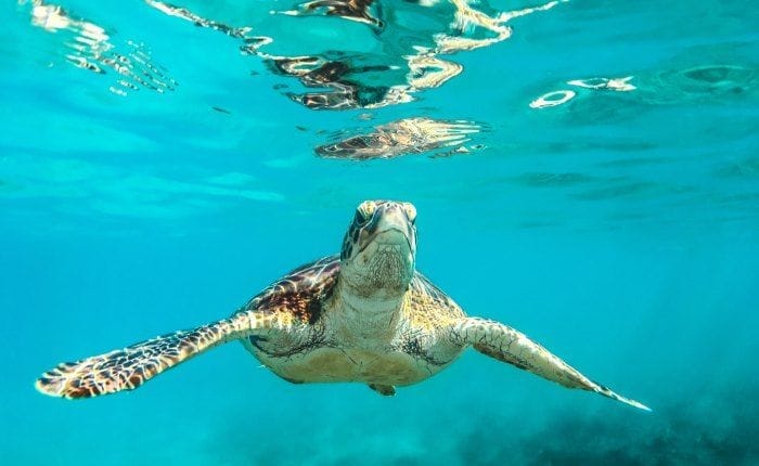 Cómo cuidar el planeta