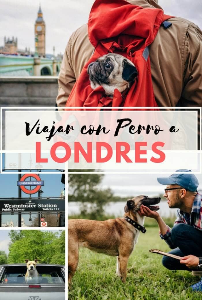 Viajar a Londres con mascota
