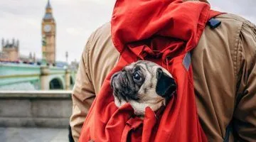 viajar a londres con perro