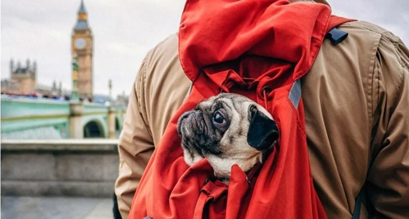 Cómo viajar a Londres con Perro [Requisitos, Consejos y lugares Petfriendly]