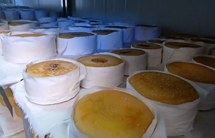 produccion queso centro de Portugal