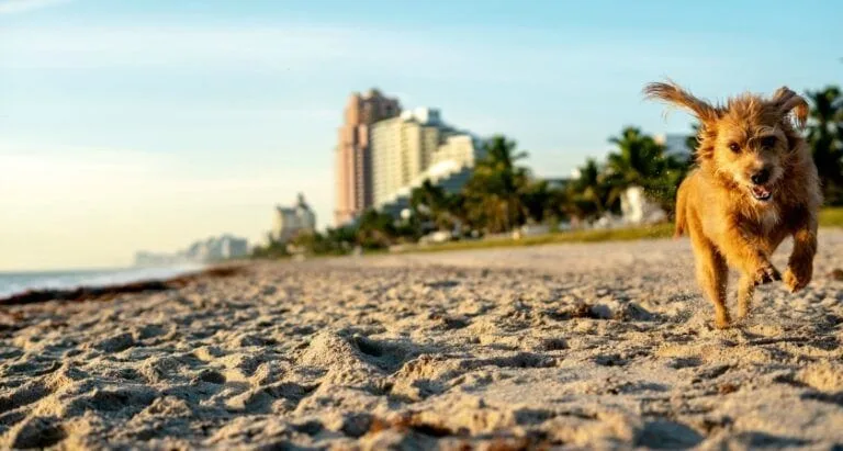 playas para perros en fort lauderdale 768x411