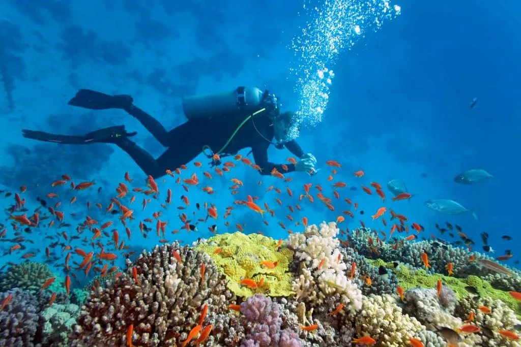 scuba diving 1024x683