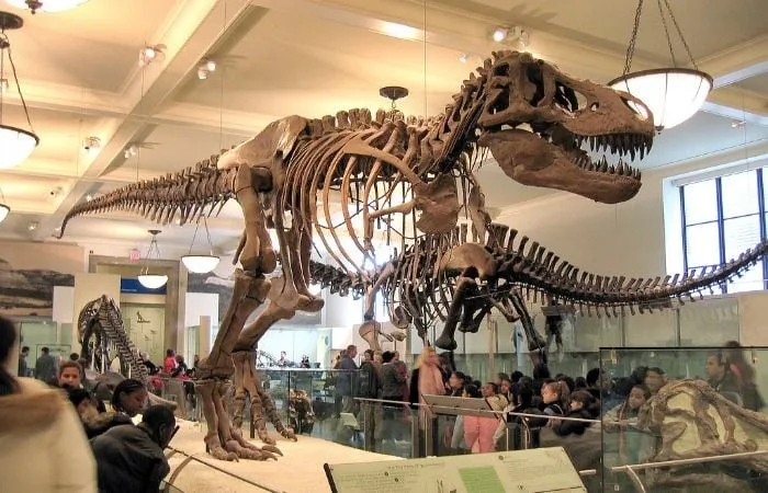 Museo Americano de Historia Natural gratis